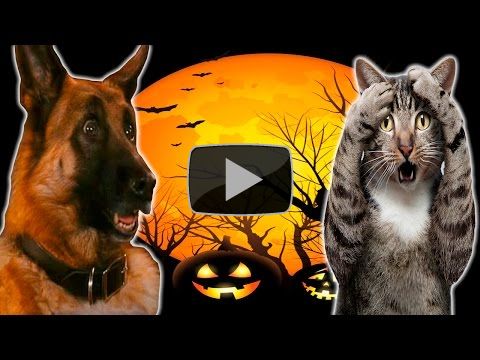 Funny Cats And Dogs Scared Of Halloween - Funny Cats And Dogs