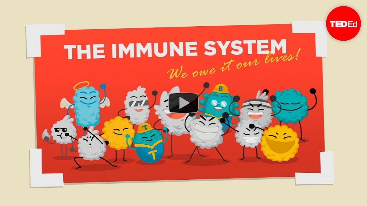 How does your immune system work? - Emma Bryce
