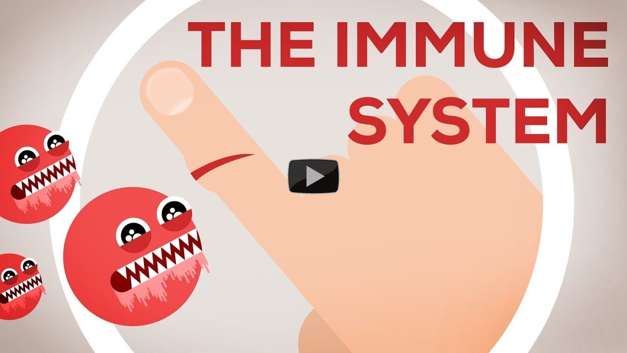 The Immune System Explained I ? Bacteria Infection